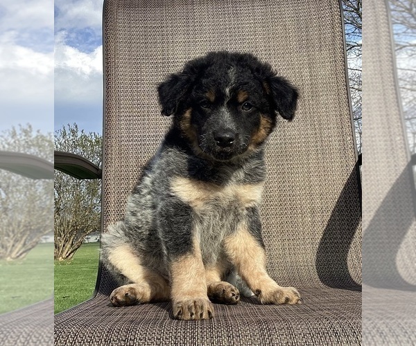 Medium Photo #2 Australian Cattle Dog-Border Collie Mix Puppy For Sale in RICHMOND, MI, USA