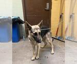 Small German Shepherd Dog