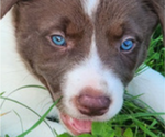 Small #2 Border Collie