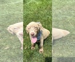 Small #2 Labrador Retriever