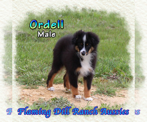 Cocker Spaniel Puppy for sale in FORESTBURG, TX, USA