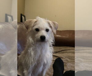 Mutt Dogs for adoption in San Diego , CA, USA