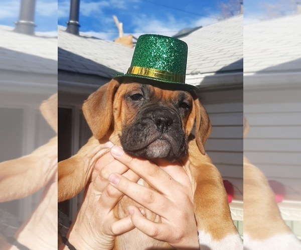 Medium Photo #1 Boxer Puppy For Sale in GOLDEN, CO, USA