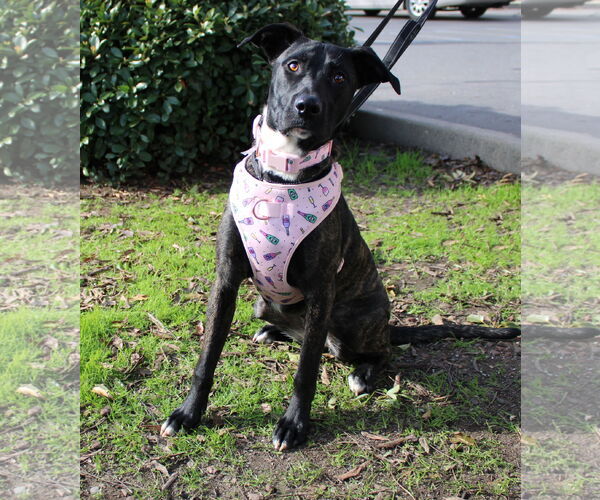 Medium Photo #4 American Pit Bull Terrier-Unknown Mix Puppy For Sale in Yuba City, CA, USA