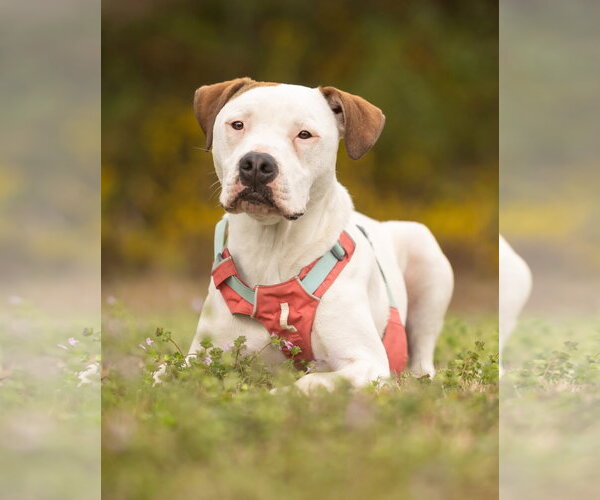 Medium Photo #1 American Pit Bull Terrier-Unknown Mix Puppy For Sale in Cary, NC, USA