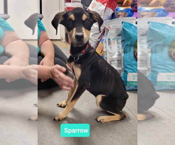 Medium Photo #4 Doberman Pinscher-German Pinscher Mix Puppy For Sale in Richmond, IN, USA