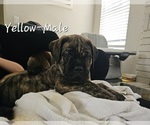 Image preview for Ad Listing. Nickname: Yellow Collar M