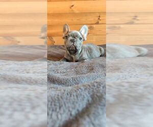 French Bulldog Puppy for sale in TAMPA, FL, USA