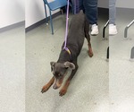 Small #2 Doberman Pinscher