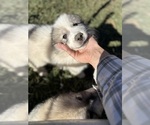 Small #5 Great Pyrenees