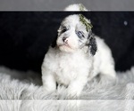 Small Photo #120 Poodle (Toy) Puppy For Sale in WARSAW, IN, USA