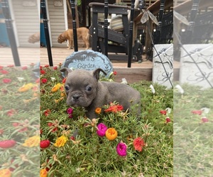 Faux Frenchbo Bulldog Puppy for sale in FREDONIA, KS, USA