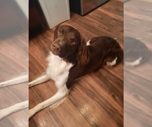 Father of the Brittany puppies born on 07/28/2025