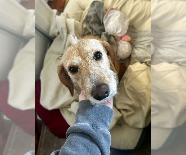 Medium Photo #2 Irish Terrier-Unknown Mix Puppy For Sale in Brewster, NY, USA