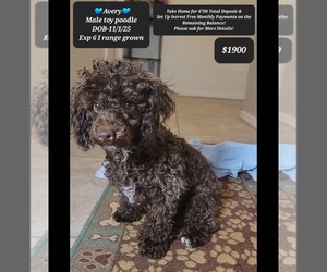 Poodle (Toy) Puppy for sale in TUCSON, AZ, USA