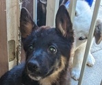Puppy 1 German Shepherd Dog-Siberian Husky Mix