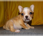 Small Photo #2 French Bulldog Puppy For Sale in VERONA, MO, USA