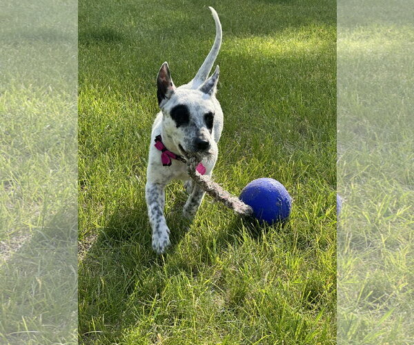 Medium Photo #1 Mutt Puppy For Sale in Garden City, NY, USA
