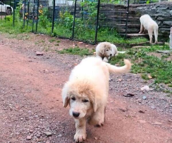 Medium Photo #2 Maremma Sheepdog Puppy For Sale in NORTH BRANCH, NY, USA