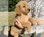 Small Photo #6 Golden Retriever Puppy For Sale in SALISBURY, NC, USA