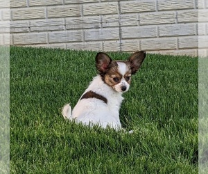 Papillon Puppy for Sale in MILLERSBURG, Ohio USA