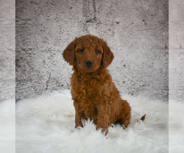Medium Photo #4 Goldendoodle (Miniature) Puppy For Sale in ITASCA, TX, USA