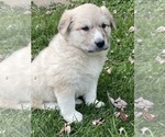 Small #10 Great Pyrenees