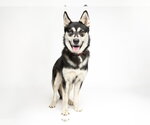 Small #1 Alusky