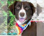Small Boykin Spaniel-English Springer Spaniel Mix