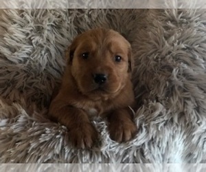 Flat Coated Retriever-Golden Retriever Mix Puppy for sale in CONVERSE, IN, USA