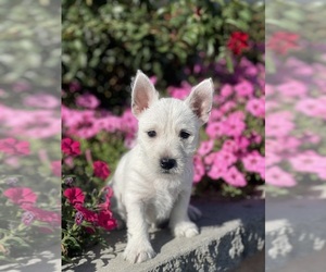 West Highland White Terrier Puppy for sale in CANOGA, NY, USA