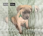 Small #12 Cane Corso