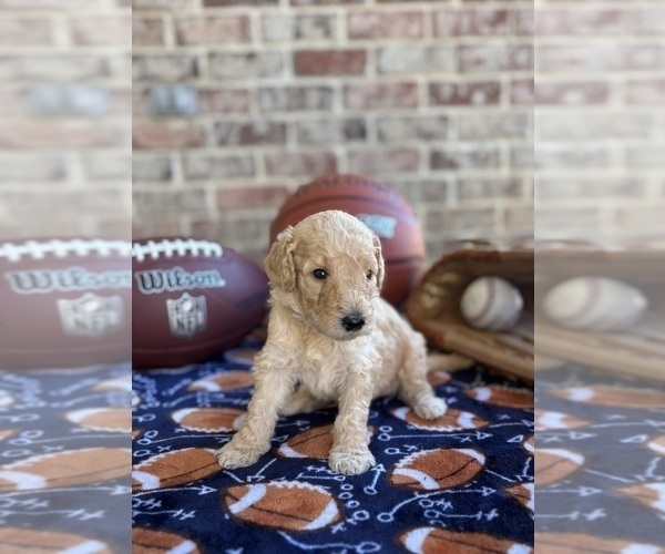 Medium Photo #20 Goldendoodle Puppy For Sale in RED OAK, TX, USA