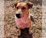 Small #1 Red Heeler Mix