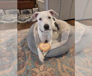 Borador Dogs for adoption in Derwood, MD, USA