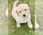Small Photo #1 Goldendoodle Puppy For Sale in TENINO, WA, USA