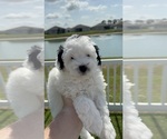 Small #2 Miniature Bernedoodle