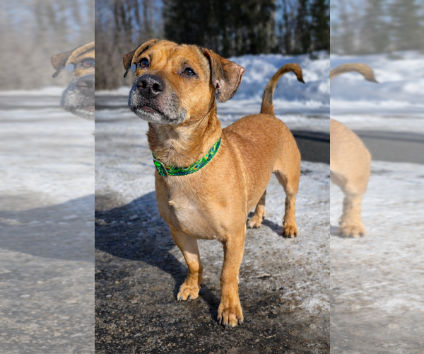 Medium Photo #1 Mutt Puppy For Sale in Westminster, MA, USA