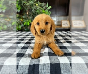 Golden Retriever Puppy for sale in GREENWOOD, IN, USA
