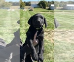 Small Photo #4 Labrador Retriever Puppy For Sale in FREDERICKSBG, OH, USA