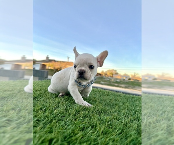 Medium Photo #8 French Bulldog Puppy For Sale in SALT LAKE CITY, UT, USA