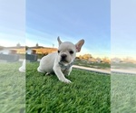 Small #7 French Bulldog
