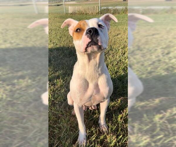 Medium Photo #1 Mutt Puppy For Sale in Rosenberg, TX, USA