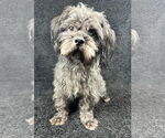 Small #2 Maltese Mix