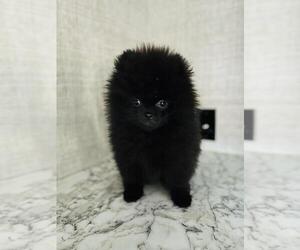 Pomeranian Puppy for sale in SUNNY ISL BCH, FL, USA