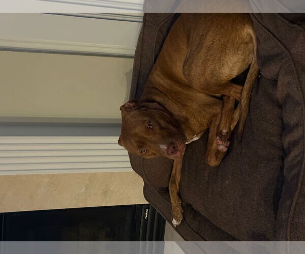 Medium Photo #5 American Staffordshire Terrier-Unknown Mix Puppy For Sale in Atlanta, GA, USA