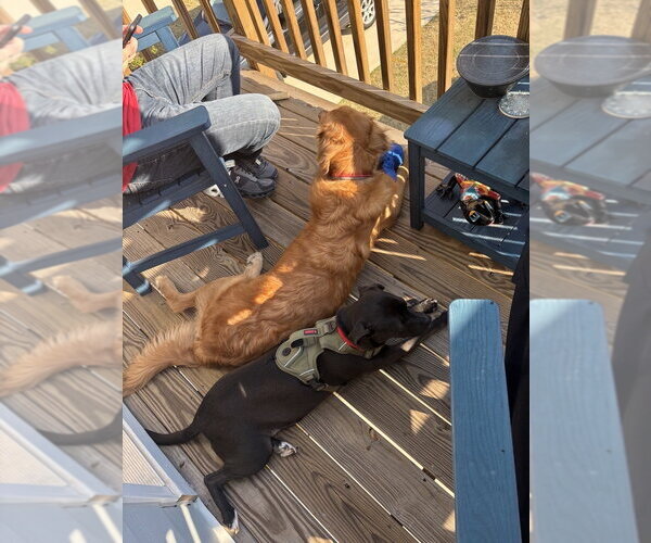 Medium Photo #7 American Pit Bull Terrier-Labrador Retriever Mix Puppy For Sale in Holly Springs, NC, USA