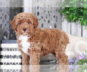 Aussie-Poo Puppy for sale in MOUNT VERNON, OH, USA