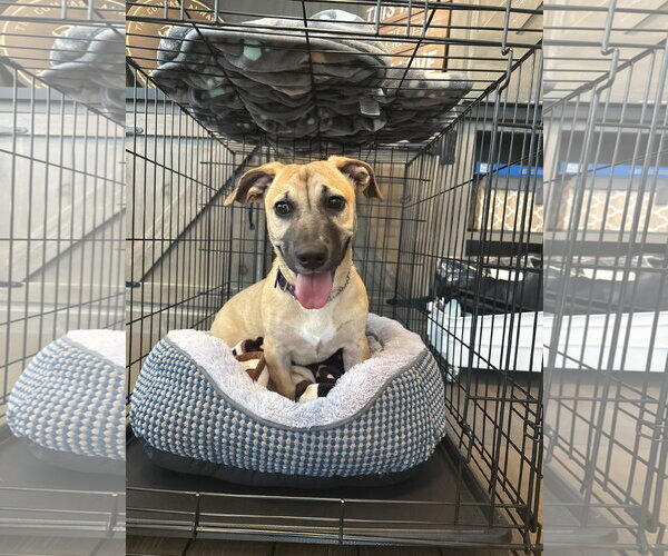 Medium Photo #6 Mutt Puppy For Sale in Derwood, MD, USA