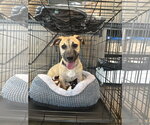 Small #5 Mutt